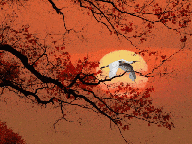 文雅风花月下的智慧之兽—兔子的独特魅力