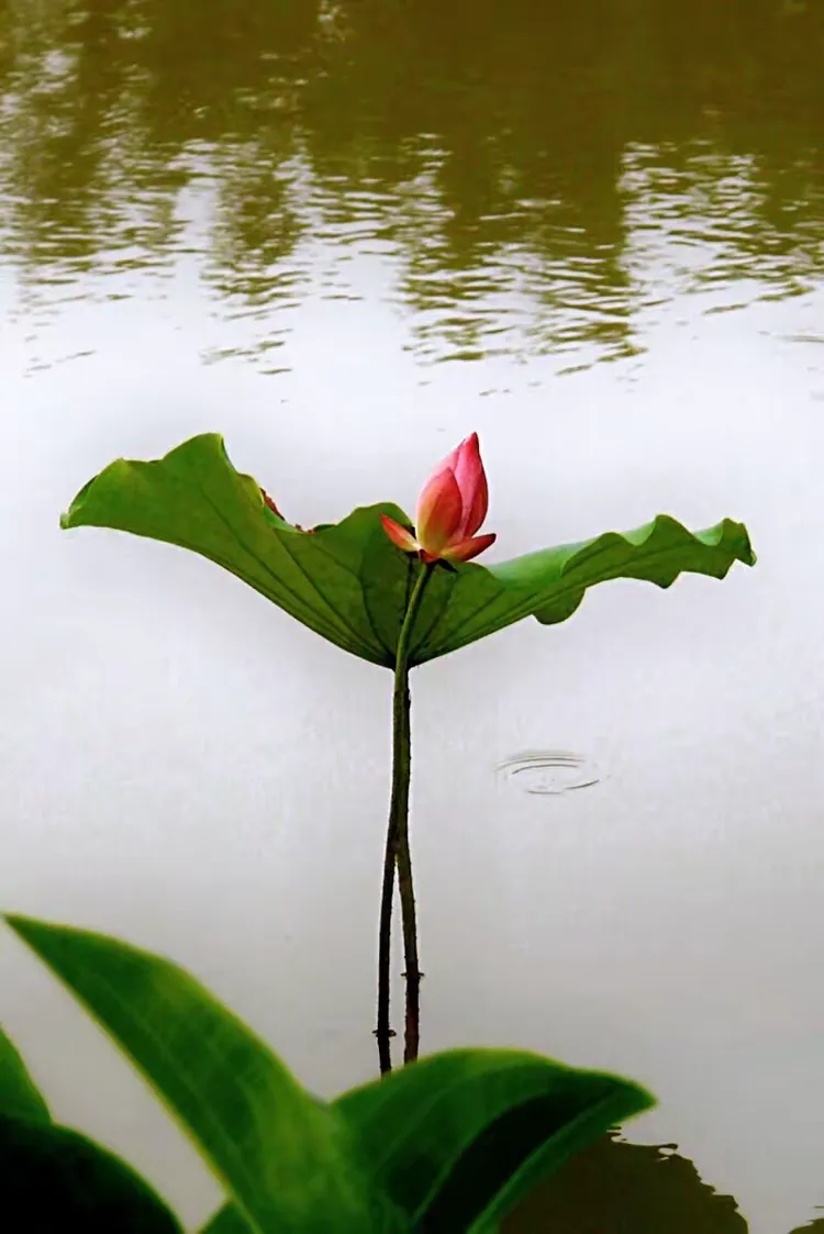 亭亭玉立,揭秘生肖背后的优雅与神秘 亭亭玉立,揭秘生肖背后的优雅与神秘