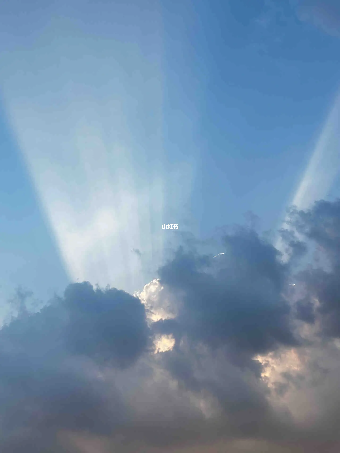 拨云见日，生肖之谜的揭晓与答案解释