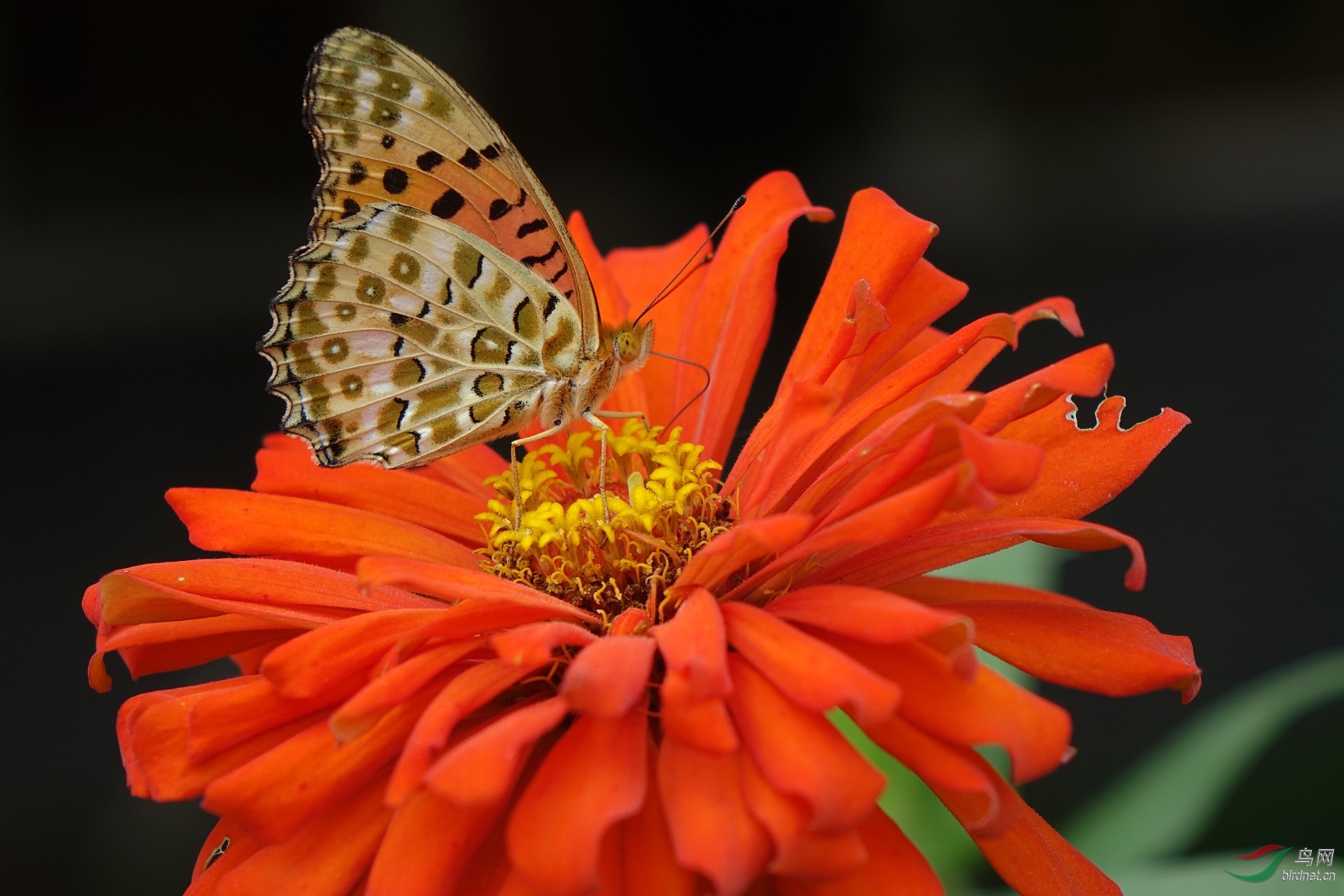 招蜂引蝶是什么生肖、最佳作答落实解释
