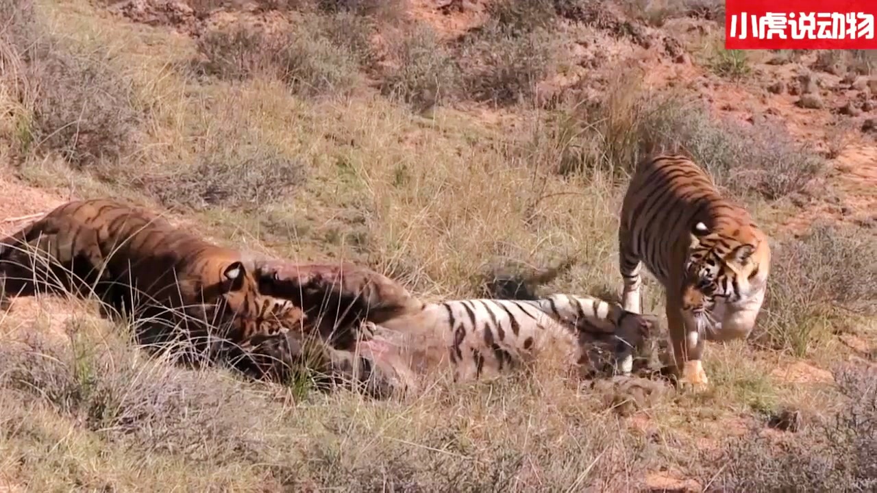 虎入羊群,揭示生肖之谜与智慧寓意 虎入羊群,揭示生肖之谜与智慧寓意