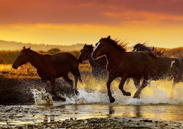 揭秘一言九鼎背后的生肖奥秘，马，你才是真正的一言九鼎