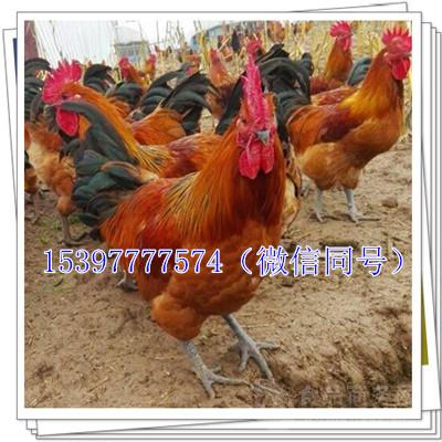 肉鸡价格行情:词语解析解答落实