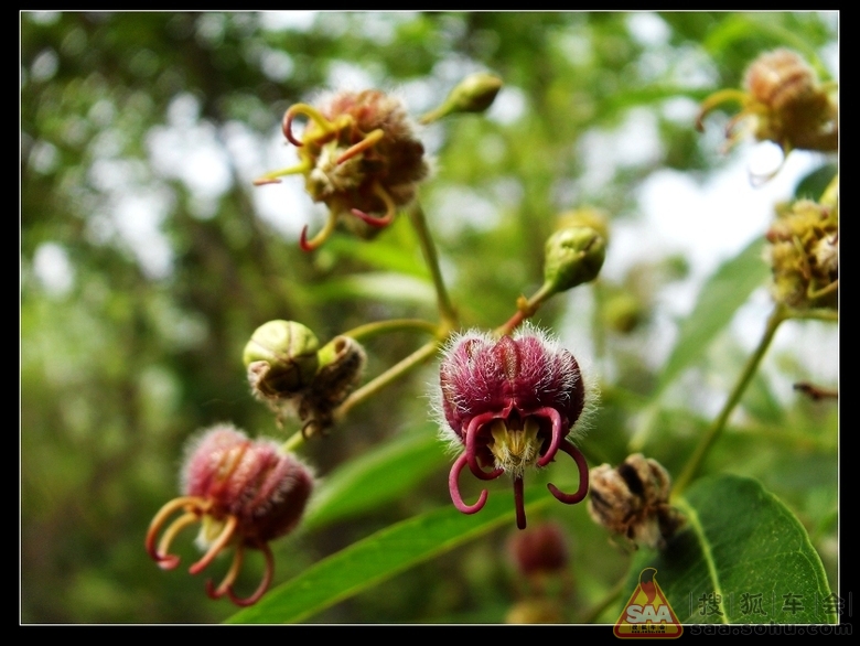 奇花异果是什么生肖、喜欢解释落实 奇花异果是什么生肖、喜欢解释落实