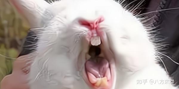 红口白牙打一正确动物、能人解释落实