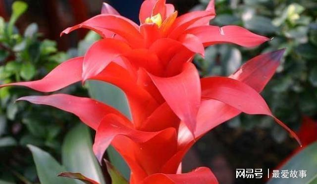 鸿运当头代表哪个生肖、前沿解释落实 鸿运当头代表哪个生肖、前沿解释落实