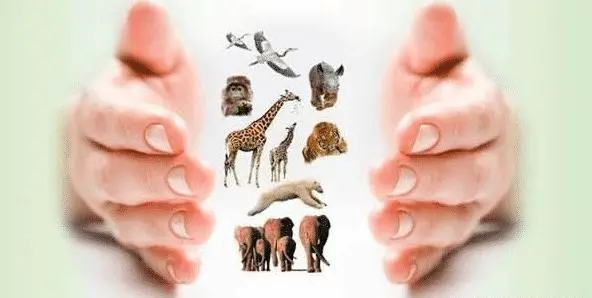 方寸不乱打一准确动物:词语解析解答落实