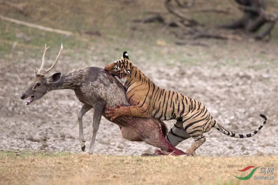 弱肉强食的生肖新解,创新与落实的智慧之光 弱肉强食的生肖新解,创新与落实的智慧之光