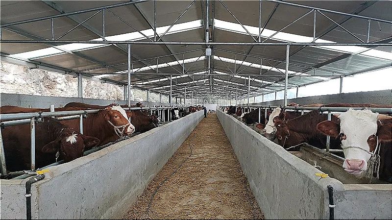 抓牛鼻子，揭秘生肖背后的智慧与最新解释落实