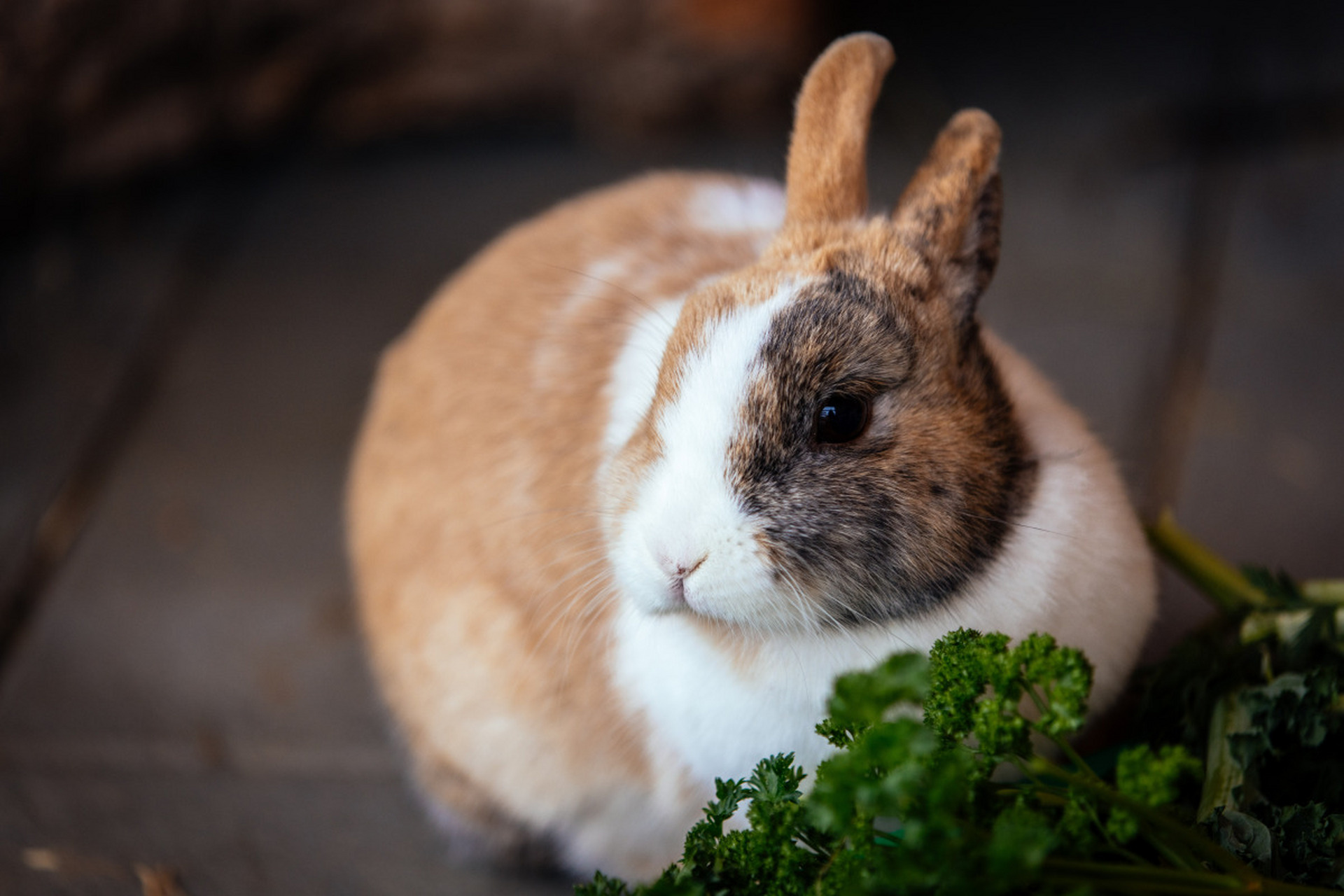 揭秘扇惑人心的生肖谜底,兔子的智慧与魅力 揭秘扇惑人心的生肖谜底,兔子的智慧与魅力