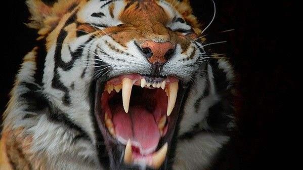 揭秘红口白牙的神秘动物,原来是它! 揭秘红口白牙的神秘动物,原来是它!