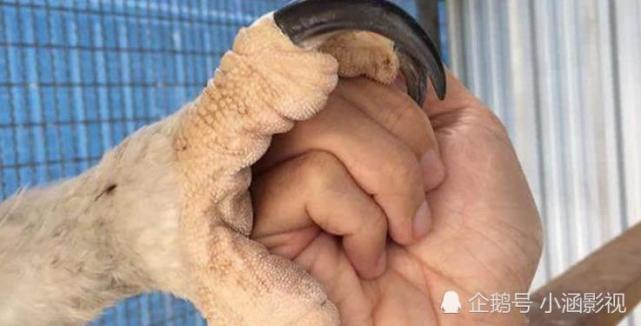 手足相连打一动物、探讨解释落实 手足相连打一动物、探讨解释落实