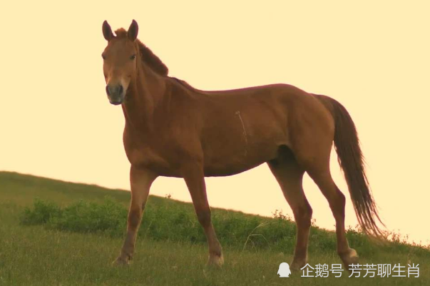 青梅竹马指什么生肖、前沿解释落实 青梅竹马指什么生肖、前沿解释落实