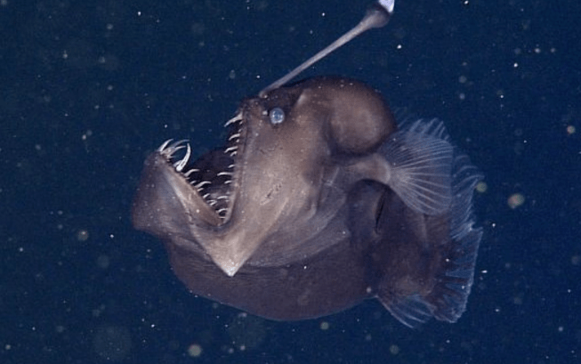 海说神聊打一动物、前沿作答落实解释