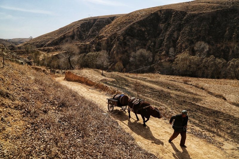 乡土难离,生肖背后的文化寓意与解读 乡土难离,生肖背后的文化寓意与解读