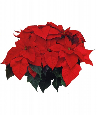 一箭双雕打一生肖、创造作答落实解释 一箭双雕打一生肖、创造作答落实解释