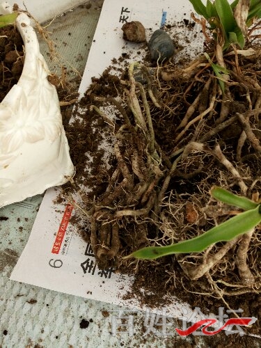 根深蒂固,生肖中的坚韧与执着 根深蒂固,生肖中的坚韧与执着