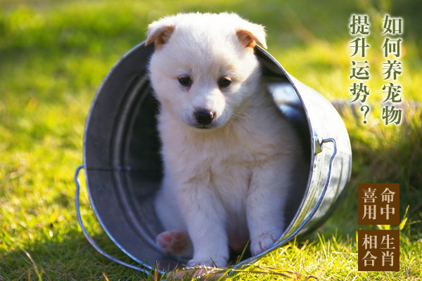 家中宠物是什么生肖、新型作答落实解释 家中宠物是什么生肖、新型作答落实解释