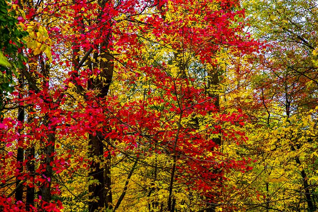 平分秋色，揭秘正确生肖与最新作答落实解释