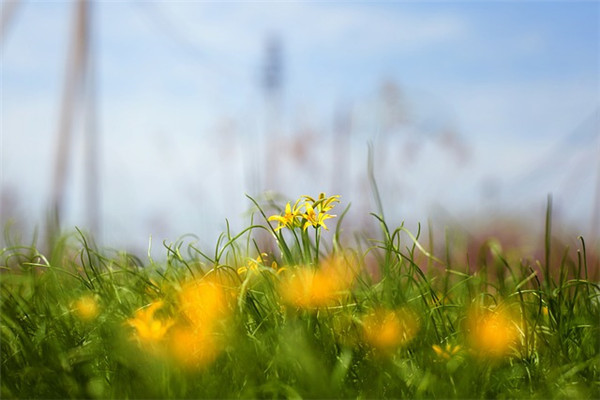 阳光普照,生艳阳高照暖大地,解一肖之谜 阳光普照,生艳阳高照暖大地,解一肖之谜