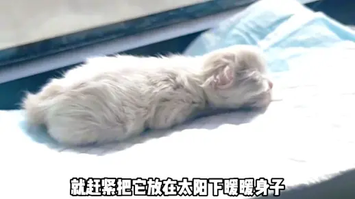 奄奄一息的启示，生肖之谜与持续行动的力量