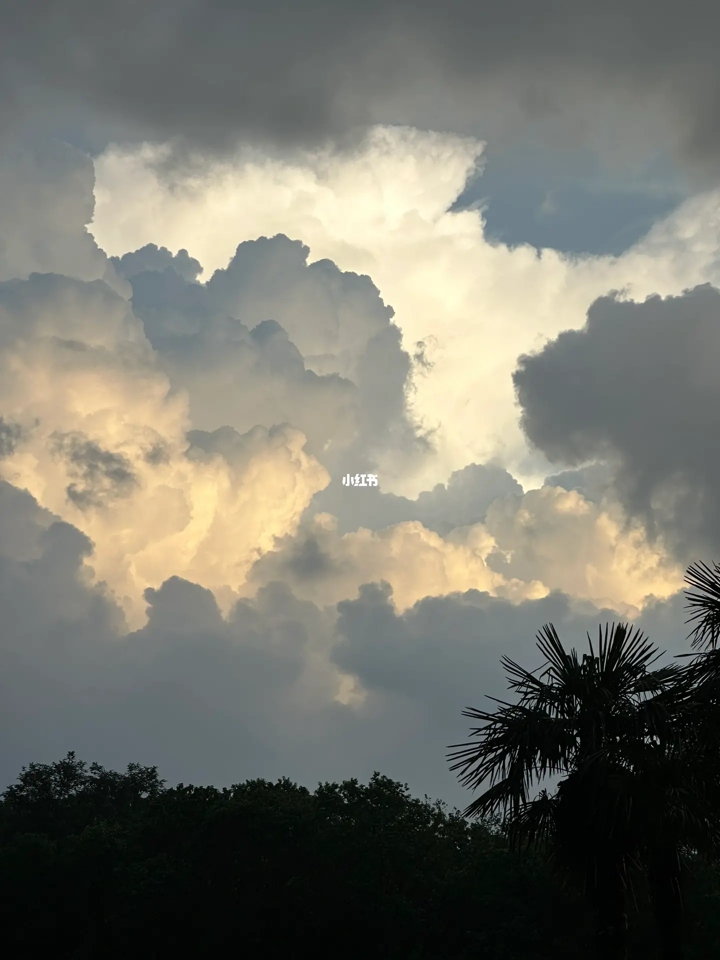 拨云见日,生肖之谜的揭晓与答案解释 拨云见日,生肖之谜的揭晓与答案解释