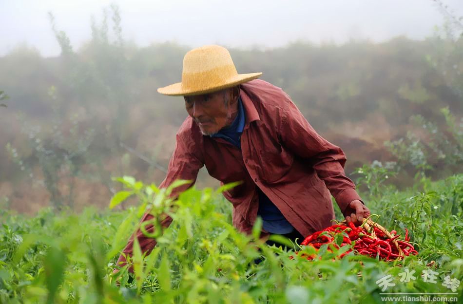 天水捣辣椒大爷的歇会时刻,最新政策解释与民生关怀的温暖篇章 天水捣辣椒大爷的歇会时刻,最新政策解释与民生关怀的温暖篇章