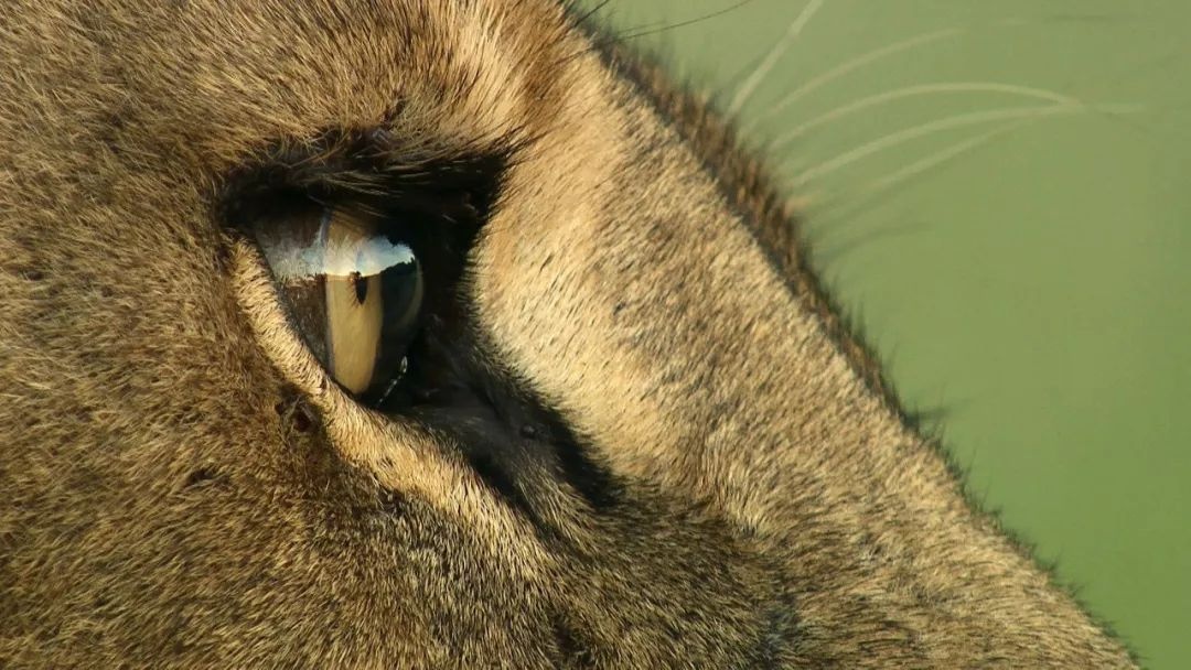 毛头毛脑打一肖、继续解释落实 毛头毛脑打一肖、继续解释落实