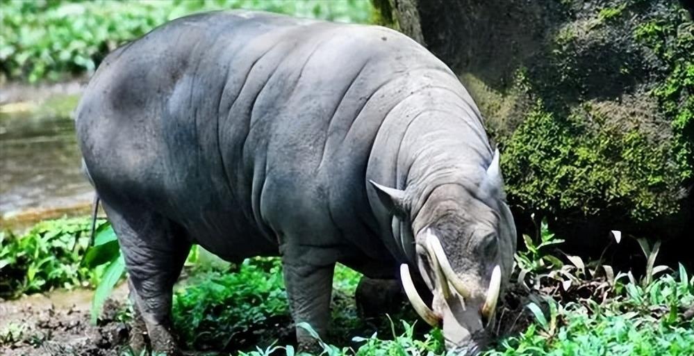 花拳绣腿背后的真相,精准解答与实际行动的动物界启示 花拳绣腿背后的真相,精准解答与实际行动的动物界启示
