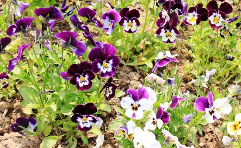 揭秘马角乌头背后的生肖之谜,全面解答与解释 揭秘马角乌头背后的生肖之谜,全面解答与解释