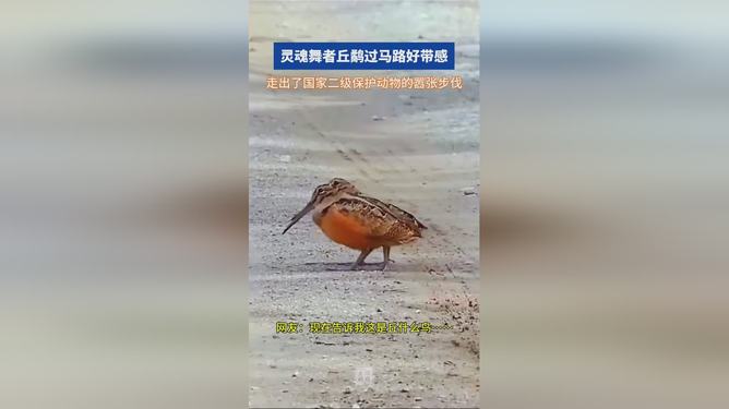 一步三摇打一动物:词语解析解答落实 一步三摇打一动物:词语解析解答落实