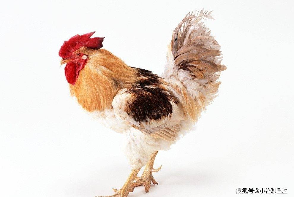 故作姿态打一最佳生肖、正确解释与落实 故作姿态打一最佳生肖、正确解释与落实