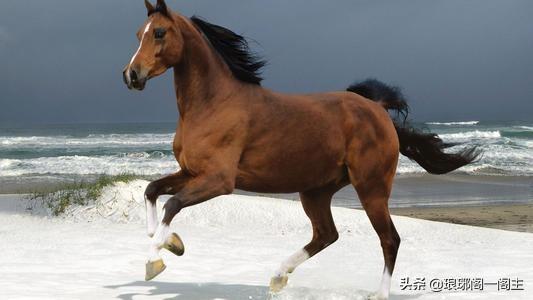 千军万马打一个生肖、对决作答落实解释 千军万马打一个生肖、对决作答落实解释