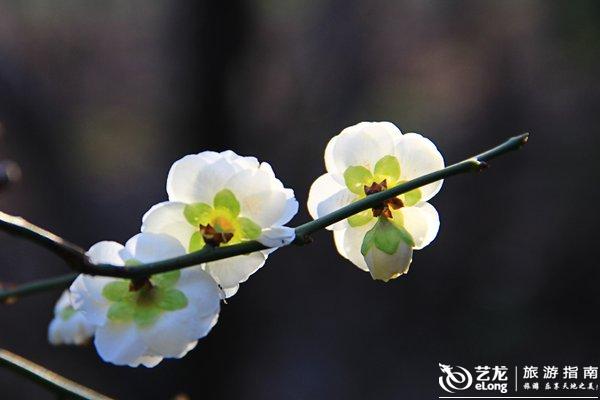 春色红梅香万树,揭秘生肖之谜 春色红梅香万树,揭秘生肖之谜