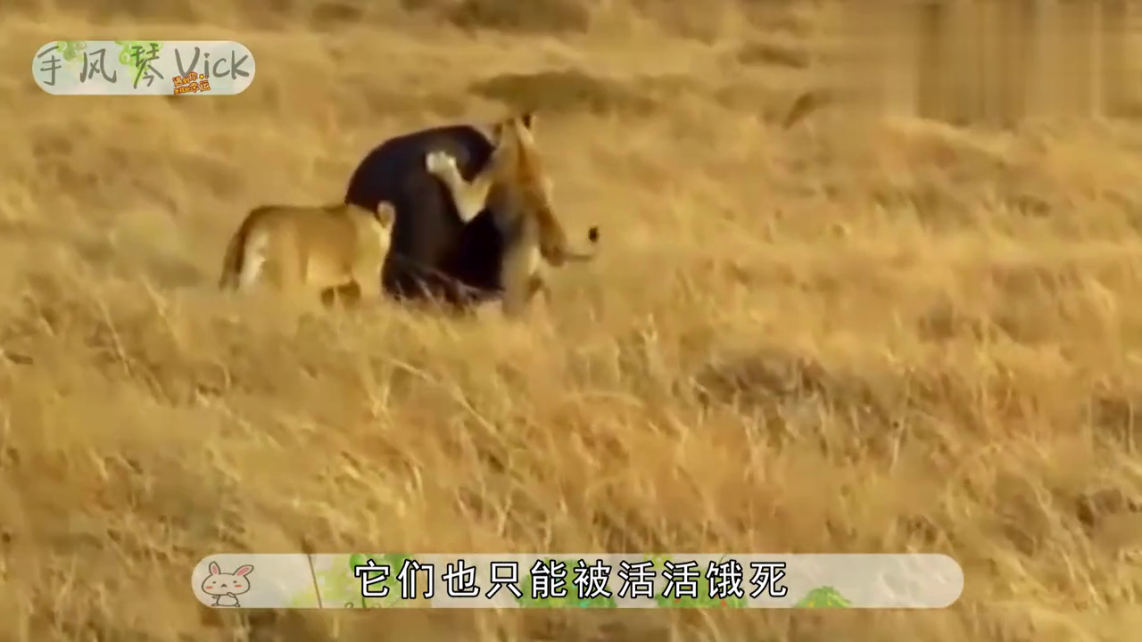 明目张胆打一动物、通用解释落实 明目张胆打一动物、通用解释落实