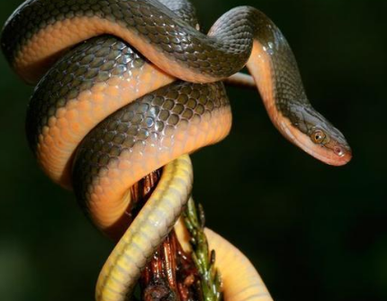 毛毛细雨中的生肖谜团,探寻蛇的独特寓意 毛毛细雨中的生肖谜团,探寻蛇的独特寓意