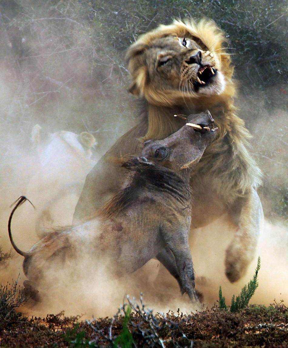 弱肉强食的生肖新解,创新与落实的智慧之光 弱肉强食的生肖新解,创新与落实的智慧之光