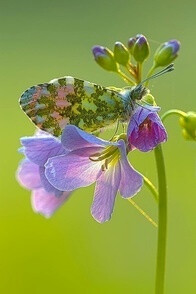 奇花异果之谜，揭秘最新解释落实背后的动物寓言