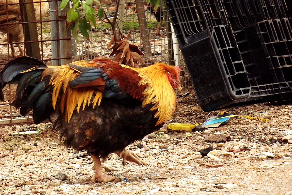 解析一唱雄鸡天下白与生肖之谜,从古语到现代生活的智慧传承 解析一唱雄鸡天下白与生肖之谜,从古语到现代生活的智慧传承