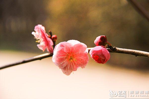 春色红梅香万树，揭秘生肖之谜