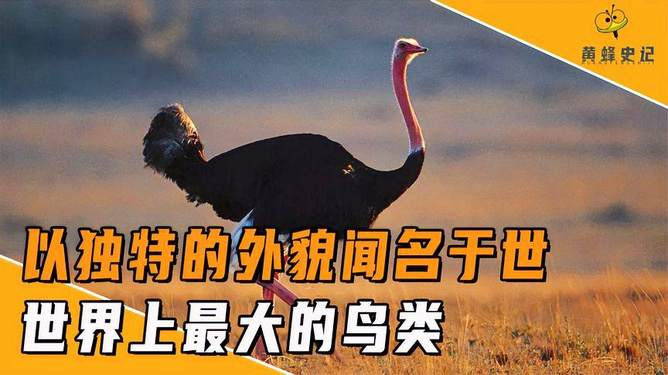 旁征博引话引路—以鸵鸟为例,谈解释与落实的智慧 旁征博引话引路—以鸵鸟为例,谈解释与落实的智慧