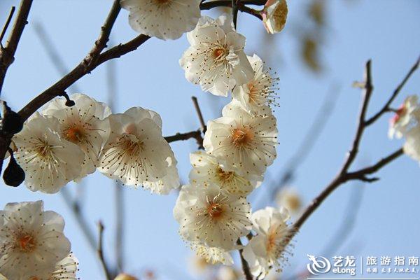 春色红梅香万树,揭秘生肖之谜 春色红梅香万树,揭秘生肖之谜