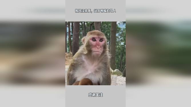 龇牙咧嘴,揭秘生肖背后的趣味与智慧 龇牙咧嘴,揭秘生肖背后的趣味与智慧