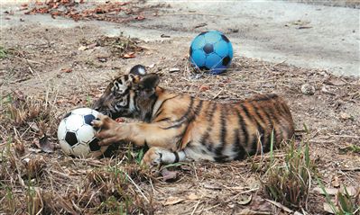 四蹄生风，速度与力量的完美诠释