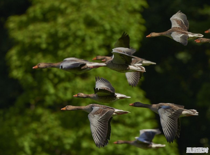 风声鹤唳打一生肖，深度解析与文化寓意