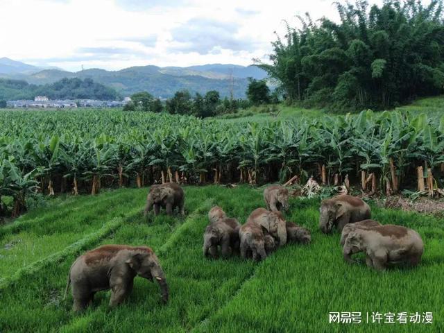 探寻风吹草动背后的生肖奥秘与查询解释落实的智慧 探寻风吹草动背后的生肖奥秘与查询解释落实的智慧