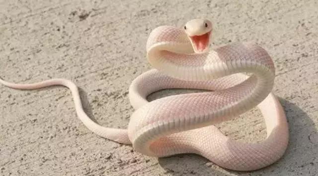 百尺竿头，精准揭秘—生肖之谜的答案与落实