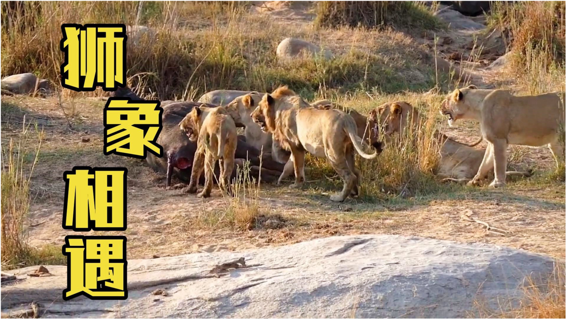 狭路相逢是什么生肖:谜底即将揭晓落实 狭路相逢是什么生肖:谜底即将揭晓落实