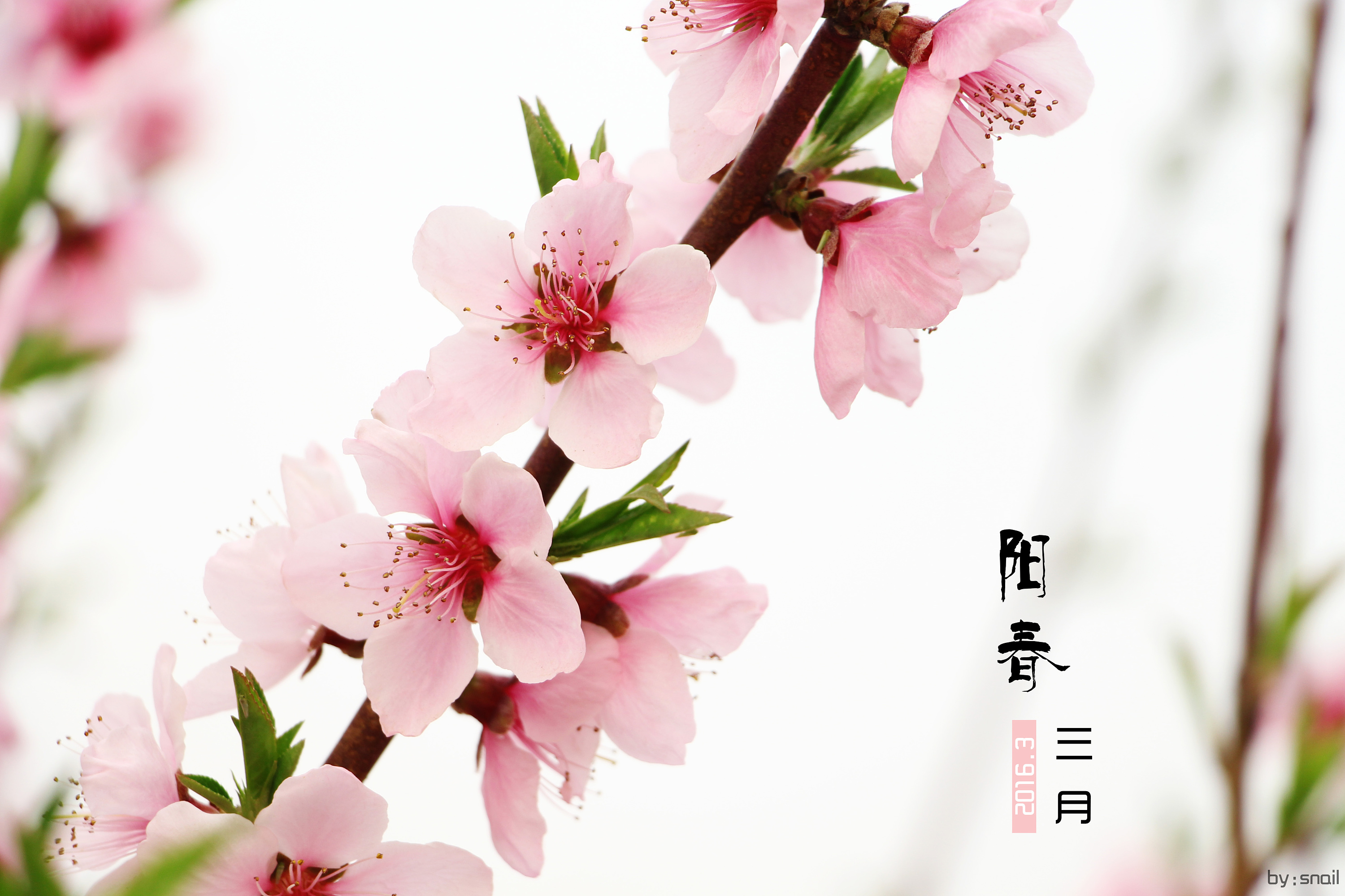 阳春三月指什么生肖、对决解释落实 阳春三月指什么生肖、对决解释落实