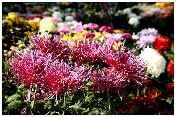 秋菊依簇三二开，生肖之谜的巧妙解读